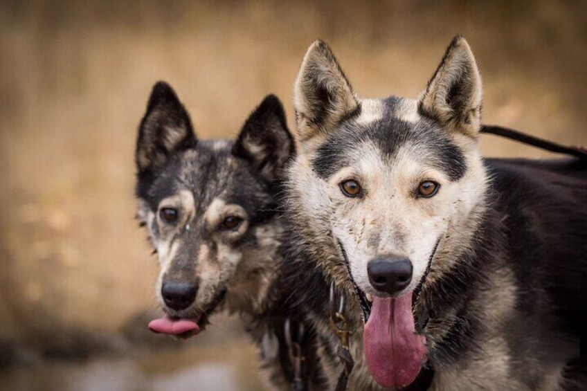 Alaskan Husky Kennel Tour & Summer Mushing Cart Ride