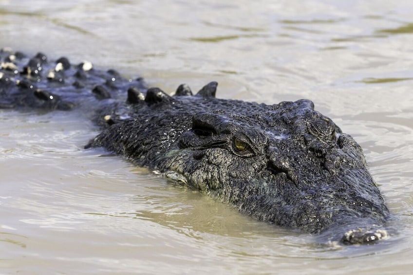 Kakadu Wilderness Escape from Darwin Top End Day Trip