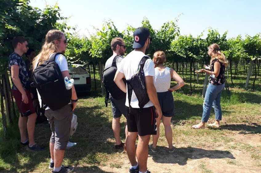 Amarone Wine Tour