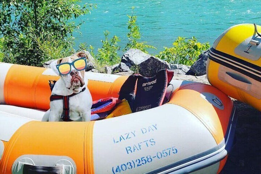 Dogs welcome!