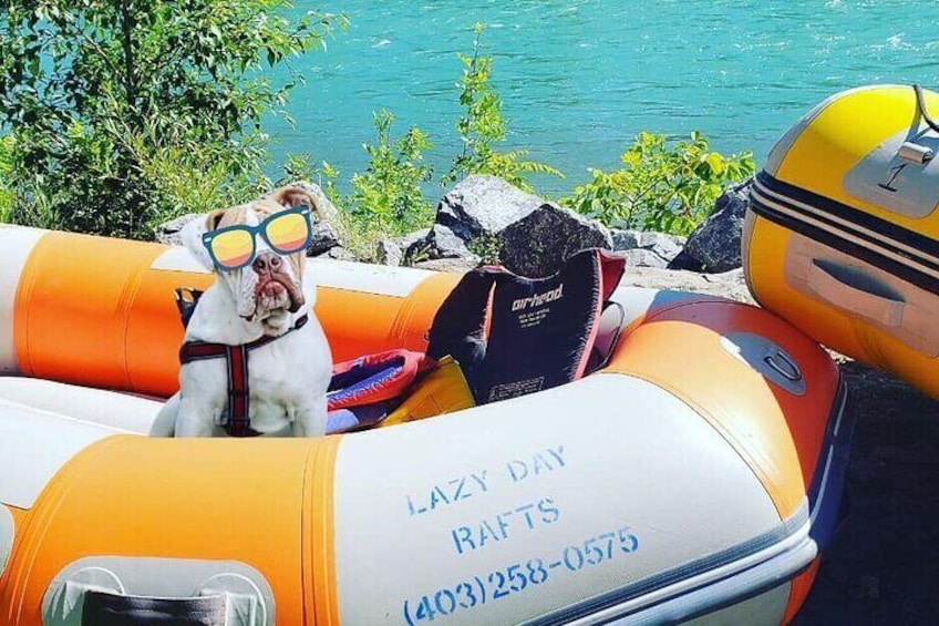 Dogs welcome!