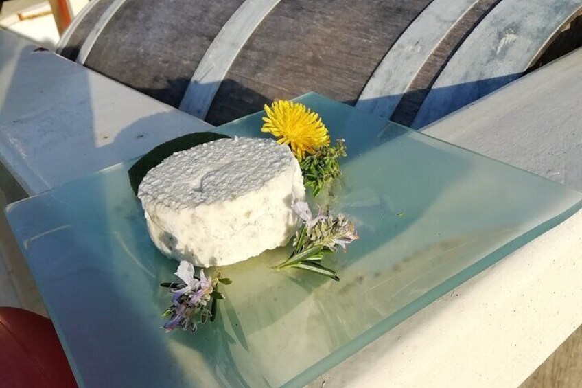 Tasting of seaweed cheeses