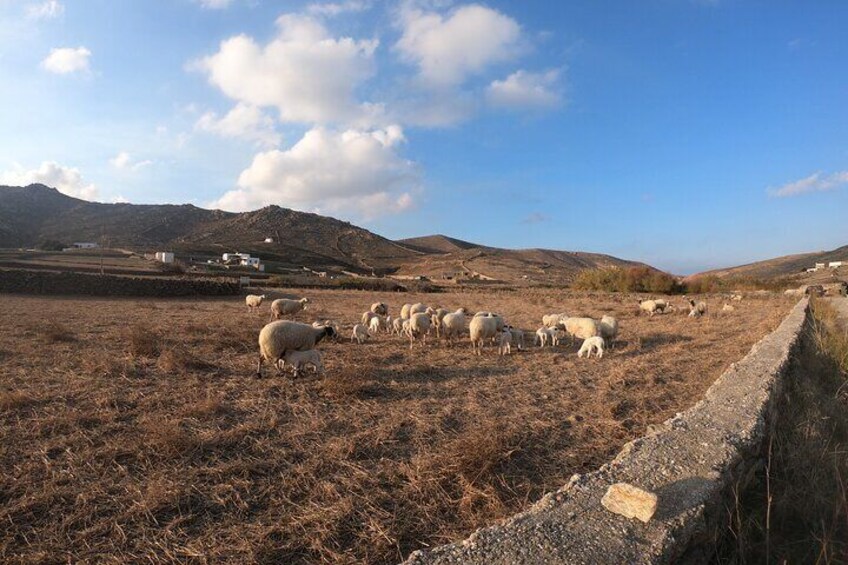 Private Mykonos Escape Tour
