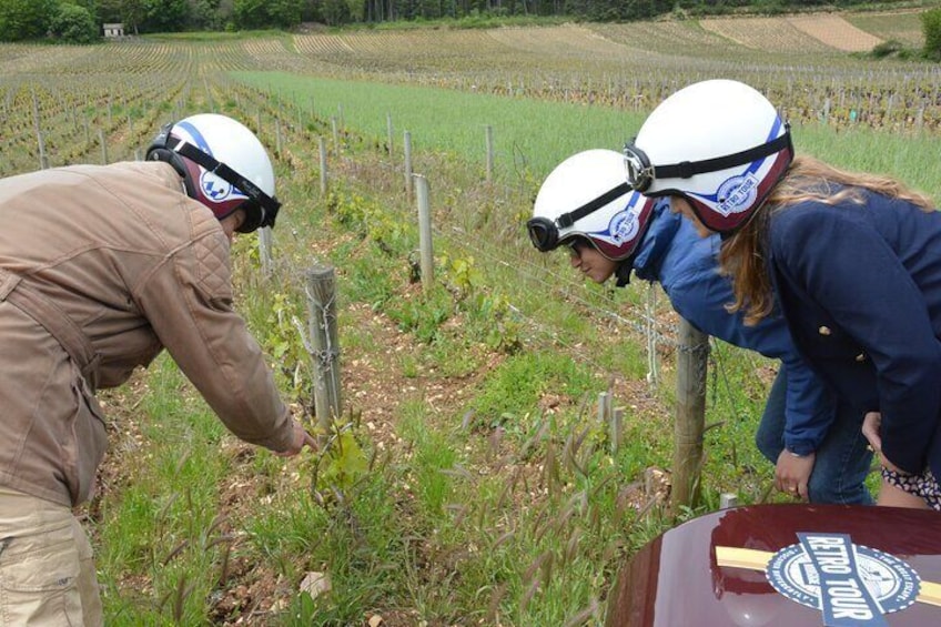 Private Guided Sidecar Tour in Burgundy from Meursault