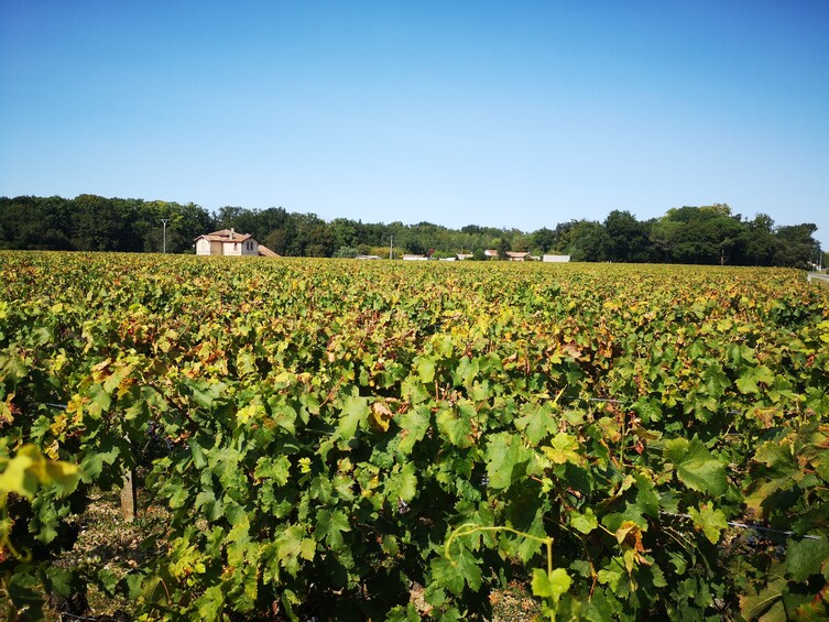 Private Medoc Full Day Wine Tour from Bordeaux