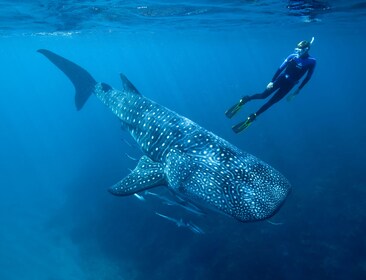 Natación y avistamiento de tiburones ballena con visita a Isla Mujeres