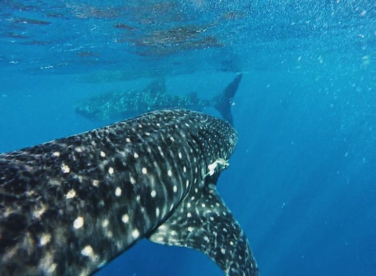 Whale Shark Adventure Tour