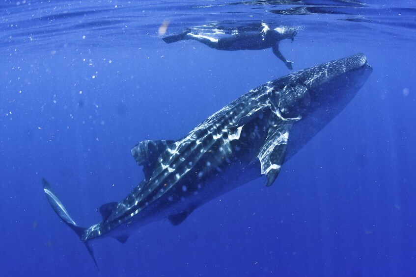 Whale Shark Adventure Tour 