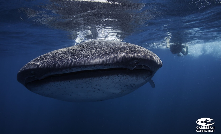 Whale Shark Adventure Tour