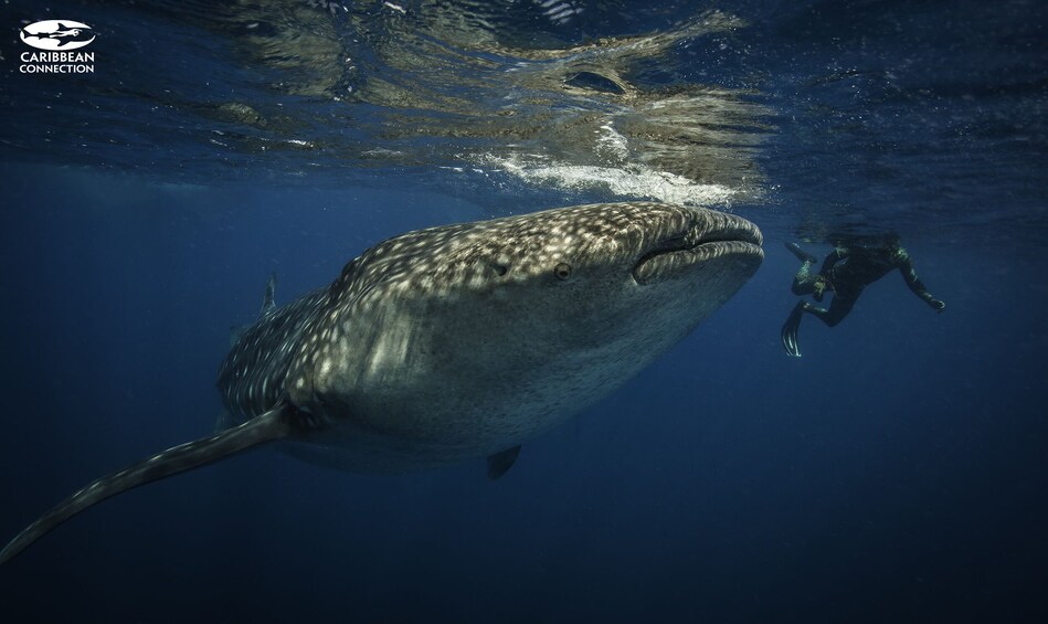 Whale Shark Adventure Tour 