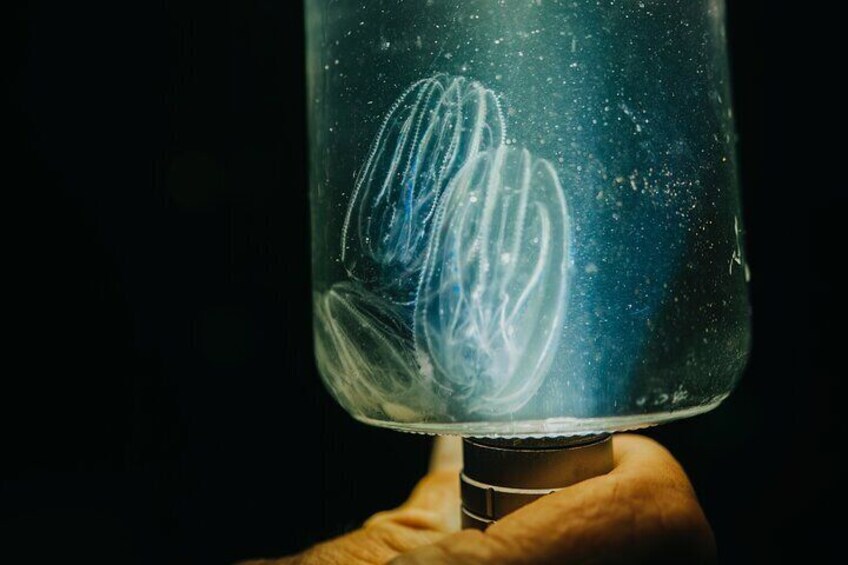 Bioluminescent Comb Jellies!