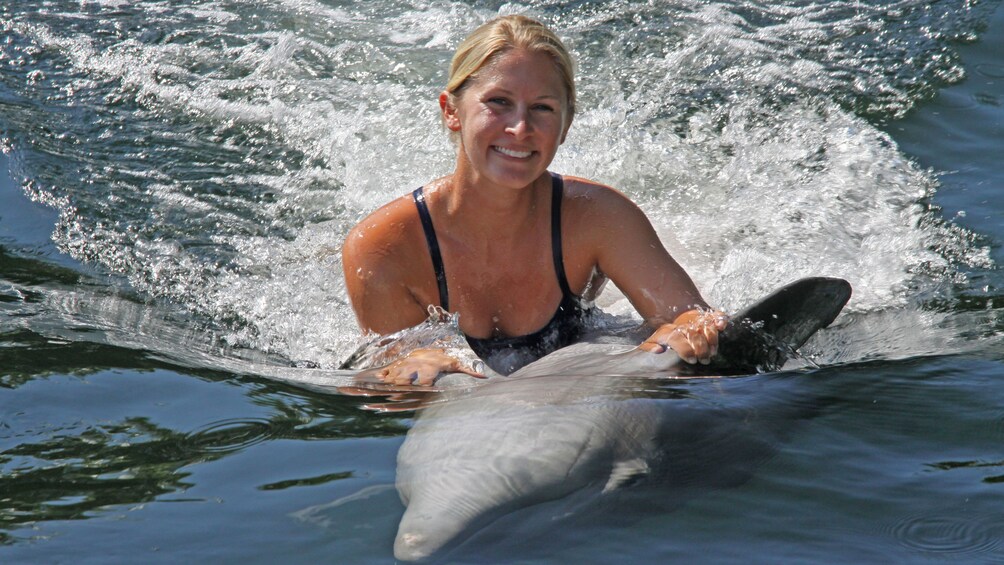 Miami Dolphin Activities: Dolphin Tours in [placeName