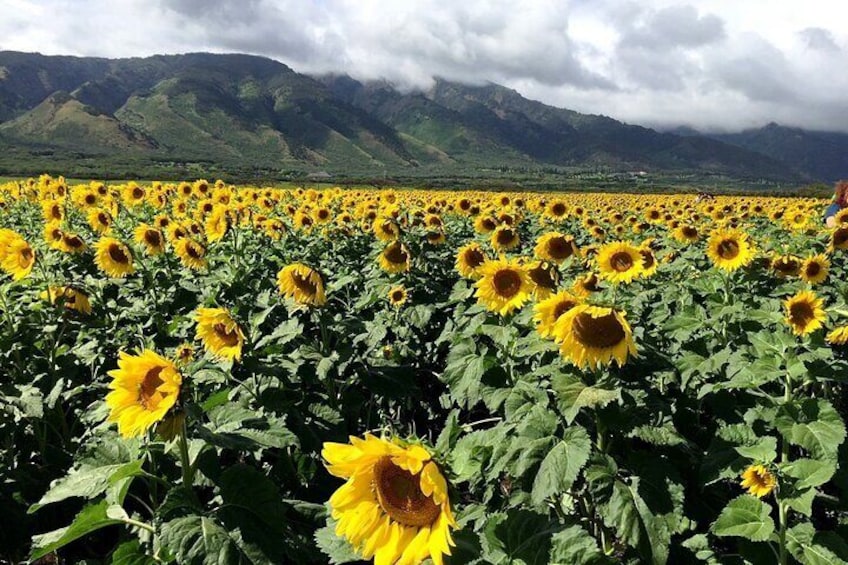 Sunflower Farm