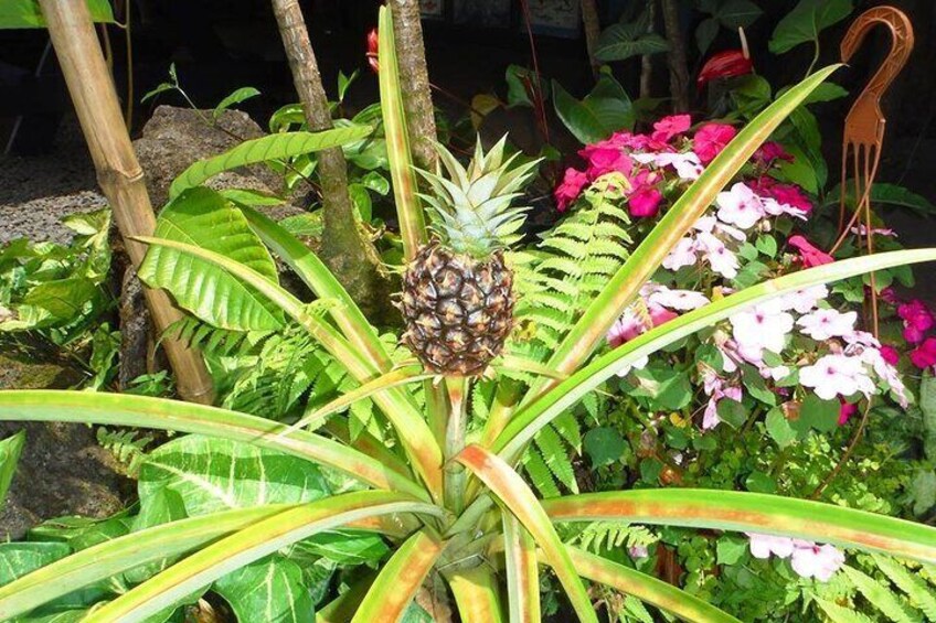 Maui Island Private Day Tour