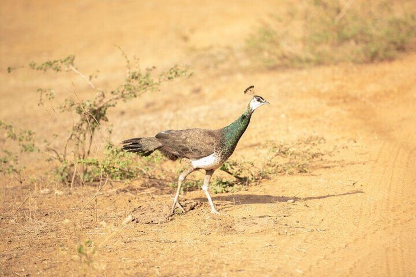 Yala National Park Private Safari Tour