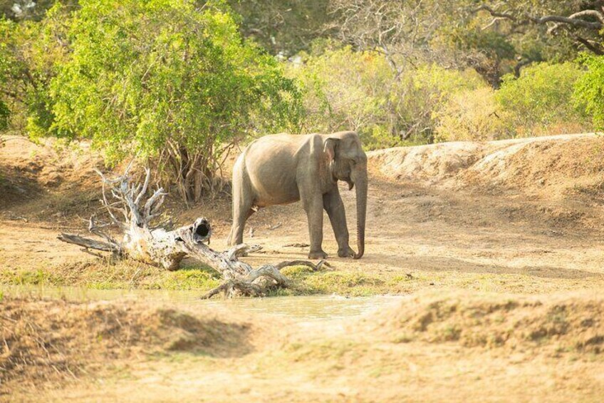 Yala National Park Private Safari Tour