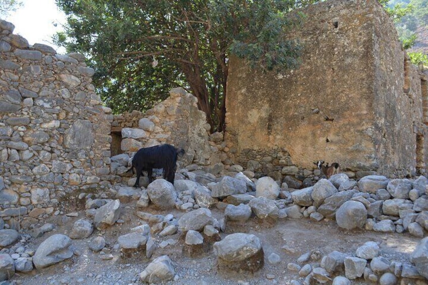 Samaria Gorge Bus Tour