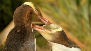 Shore Excursion: Full-Day Royal Peninsula Tour to Dunedin & Otago Peninsula