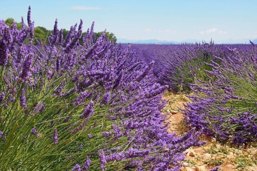Lavender Fields Tour in Valensole from Marseille