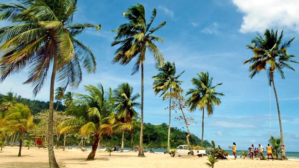 palm trees in the wind at Trinidad and Tobago