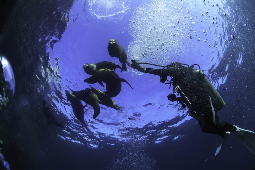 Diving Tour at the Arch one tank 