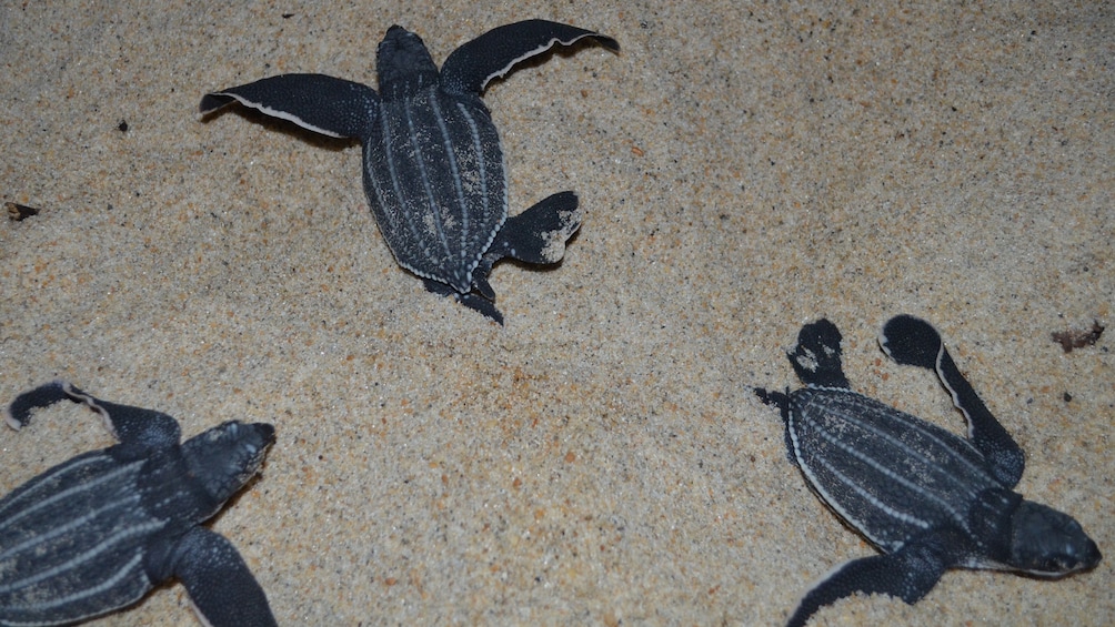 Three baby turtles
