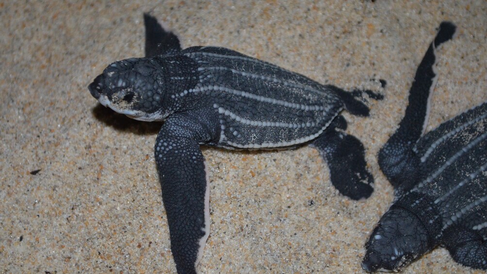 Baby sea turtles