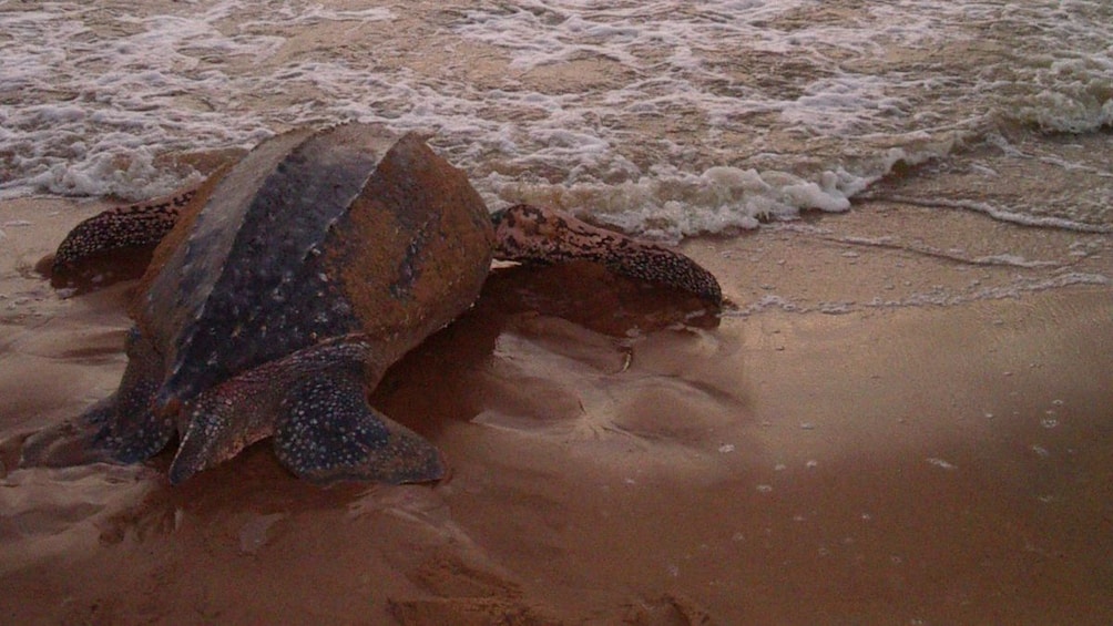 A sea turtle returns to the sea