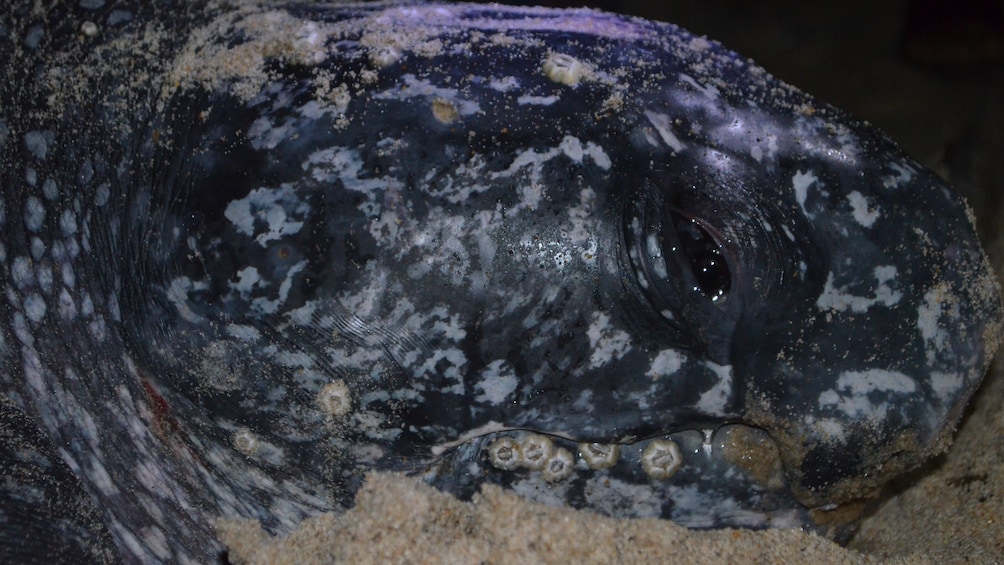 Close up of a Sea Turtle's face at night