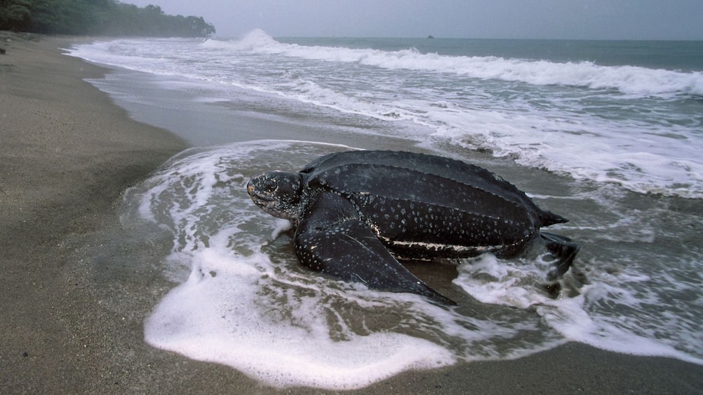 A Sea Turtle crawls out of the surf onto a beach