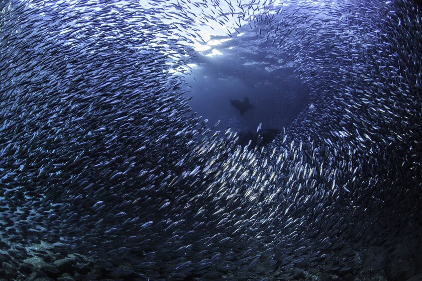 Scuba Diving two-tanks