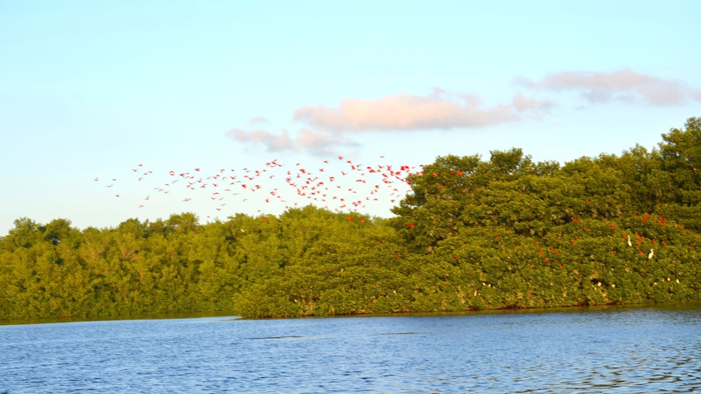 Flock of birds flying over trees and water in Trinidad