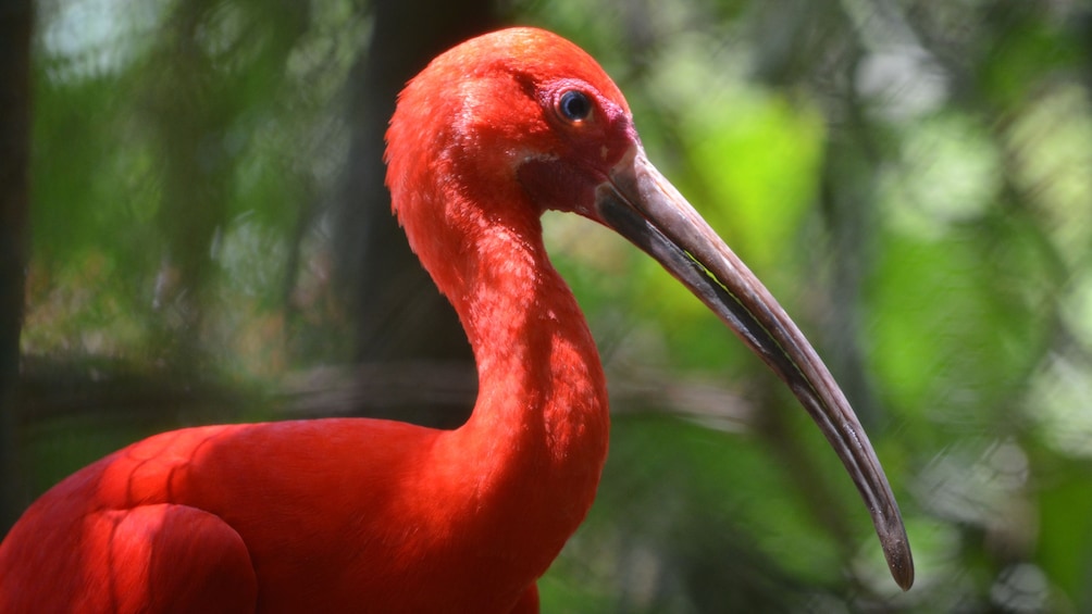 Vibrant colored bird in Trinidad