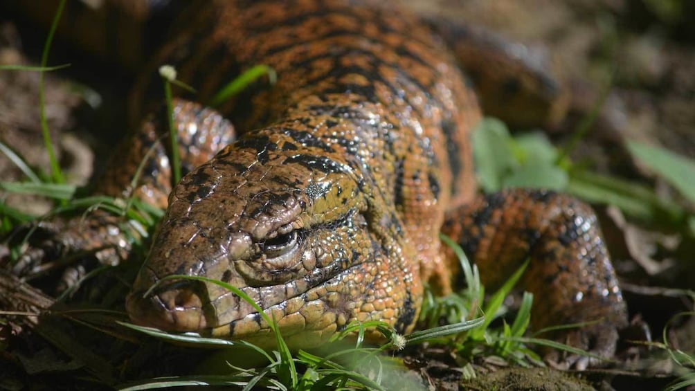 a prowling reptile on the ground in Trinidad and Tobago