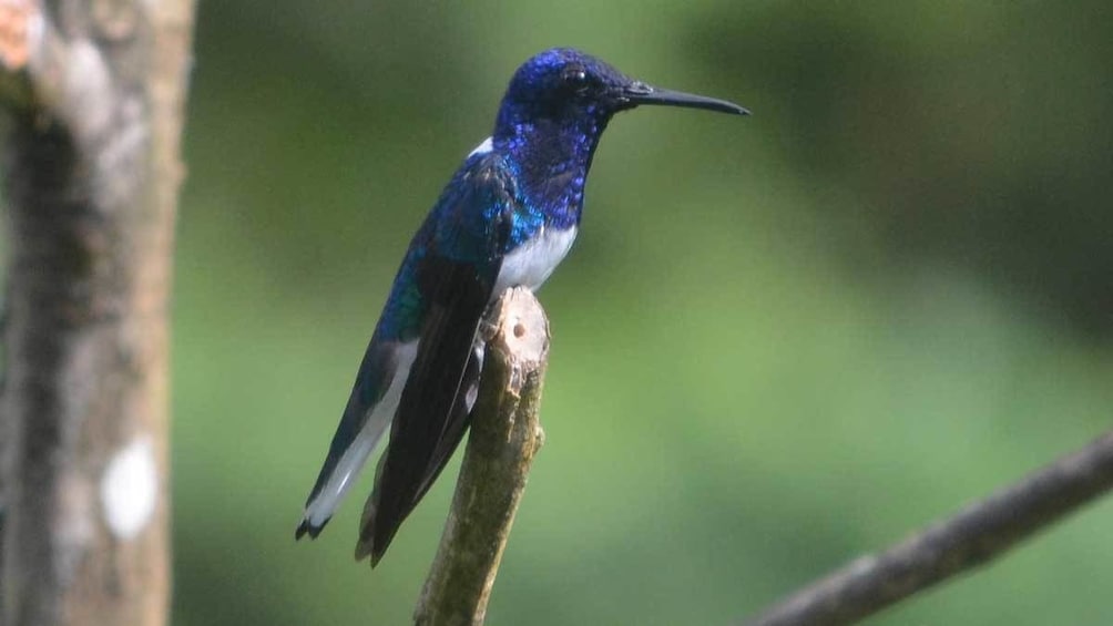 small humming bird on a branch in Trinidad and Tobago