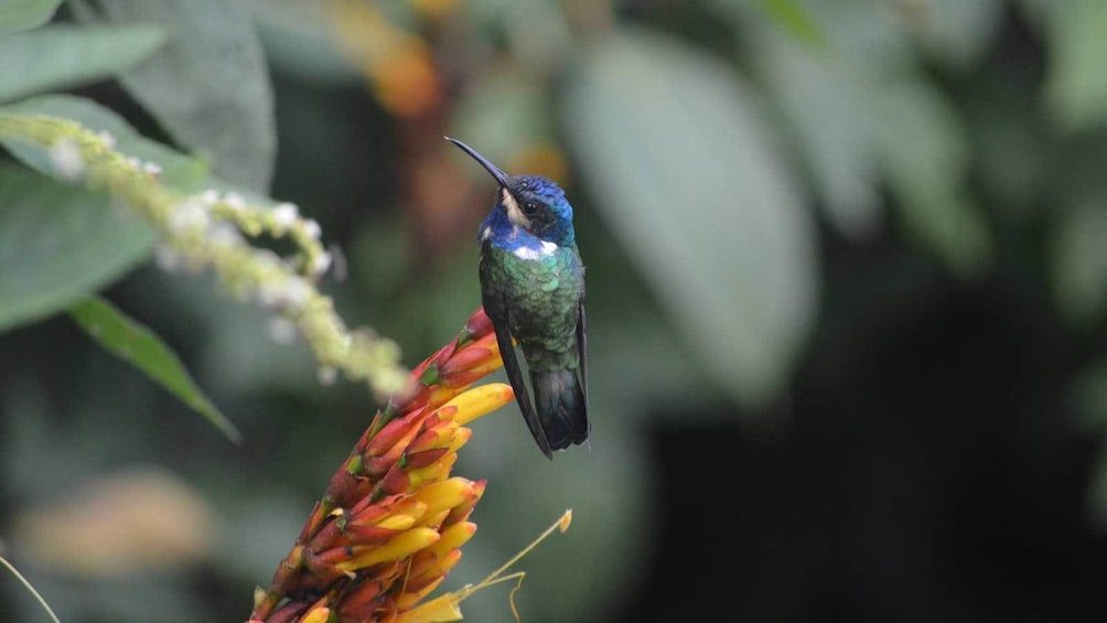 Hummingbird perched on flowers in Trinidad