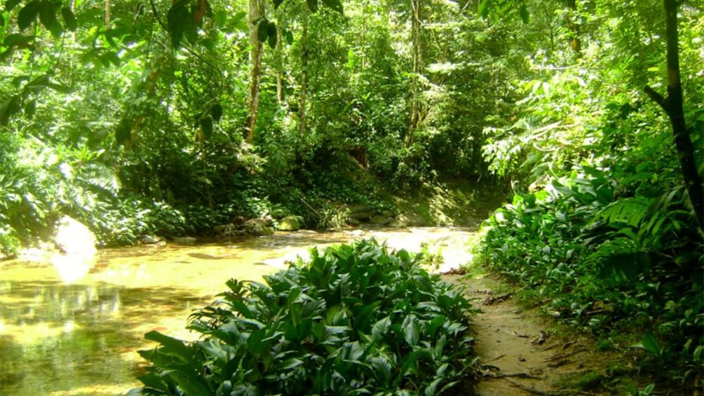 View of creek in forest of Trinidad