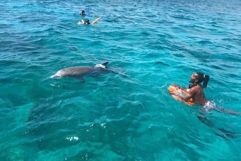 Dolphins sometime interrupt the snorkelling