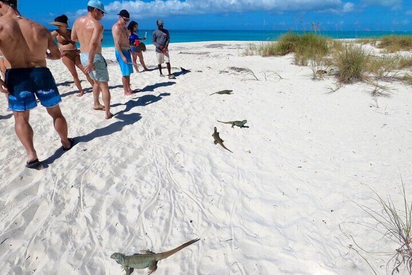 Iguana's chilling on the beach