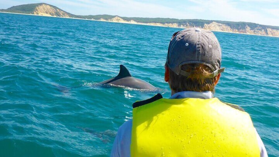 Up close with wild Dolphins departing Rainbow Beach