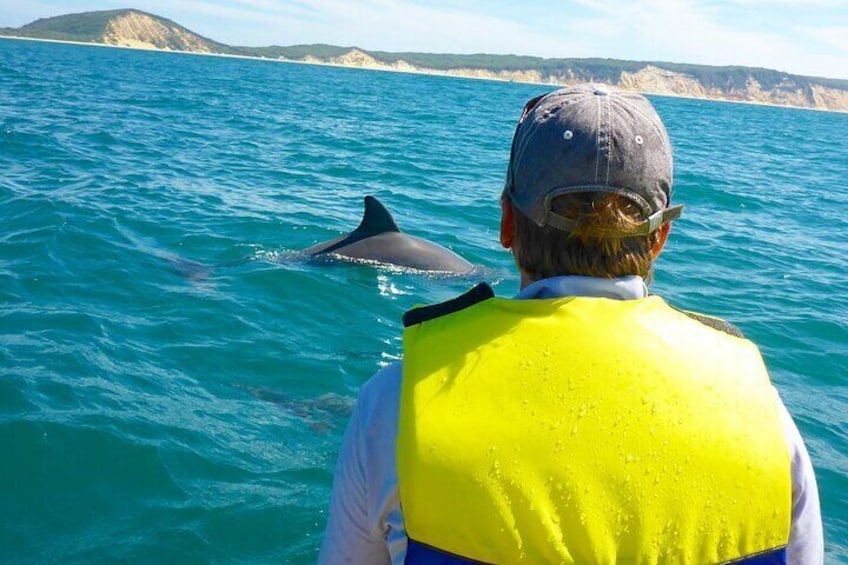 Up close with wild Dolphins departing Rainbow Beach