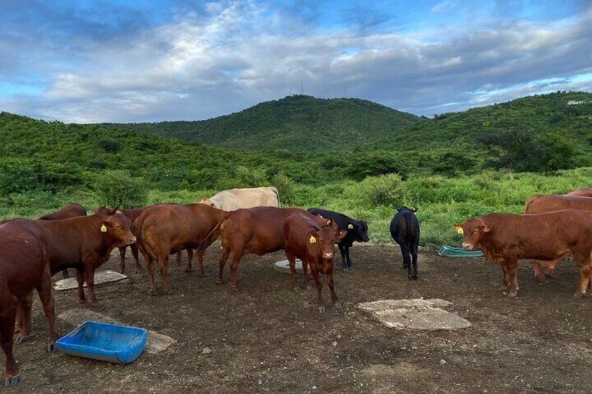 The cattle love to greet us 