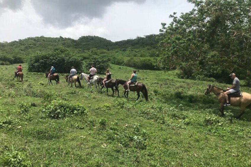 The last stretch of pasture passing Royal Palms and milk weeds 