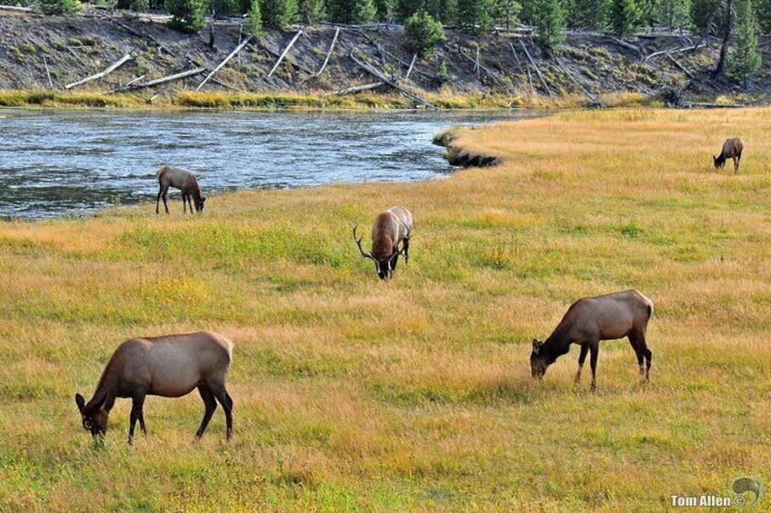 Yellowstone & Grand Teton National Parks: Small Group 3-Day Tour
