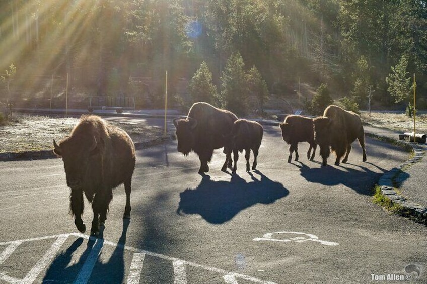 3-Day Yellowstone National Park Tour from Salt Lake City