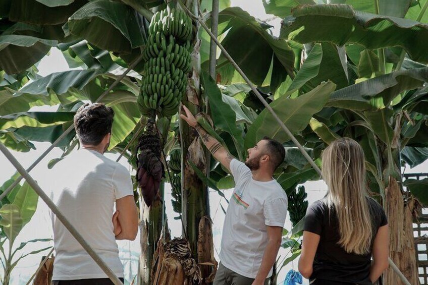 Visit to the Banana Growing Farm in Santa Cruz de Tenerife