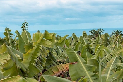 Ekologisk bananplantagetur