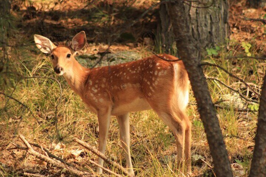 Deer are often spotted the earlier you go. 