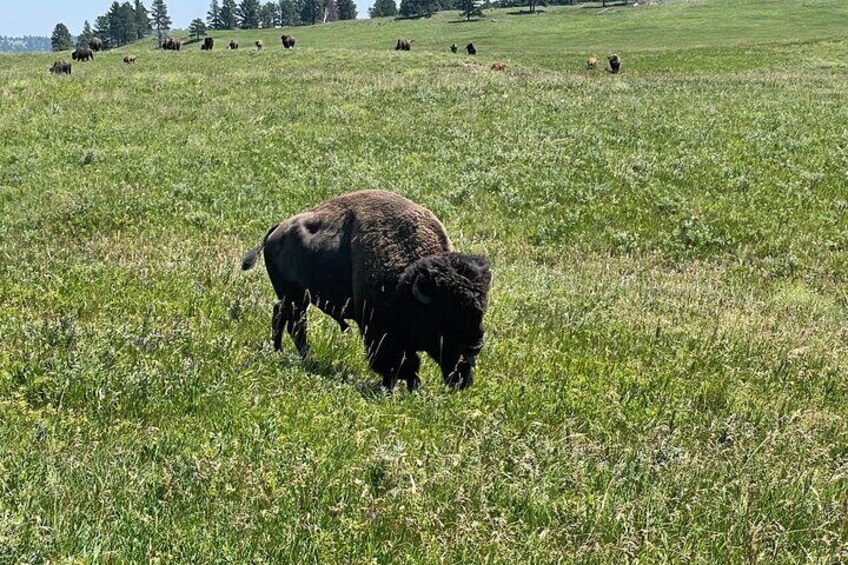 Private Tour - Black Hills, Mount Rushmore, Custer SP and Crazy Horse Memorial