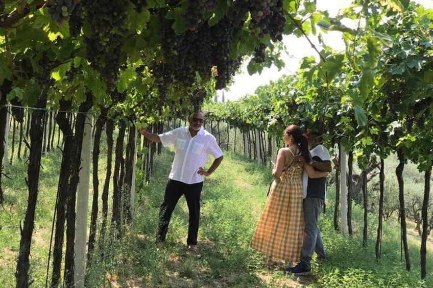From Verona: the prosecco wine tour